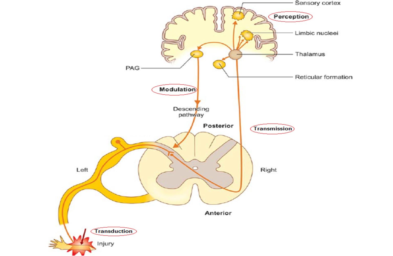 Pain Pathway | Classification Of Pain | Sensitization