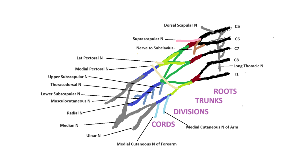 Schematic diagram of brachial plexus
